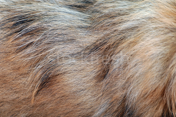 Barna kutya gyapjú hosszú mintázott absztrakt keret Stock fotó © taden