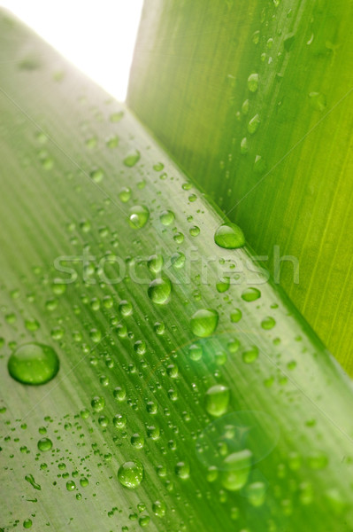 緑色の葉 水滴 水 工場 ドロップ ストックフォト © taden