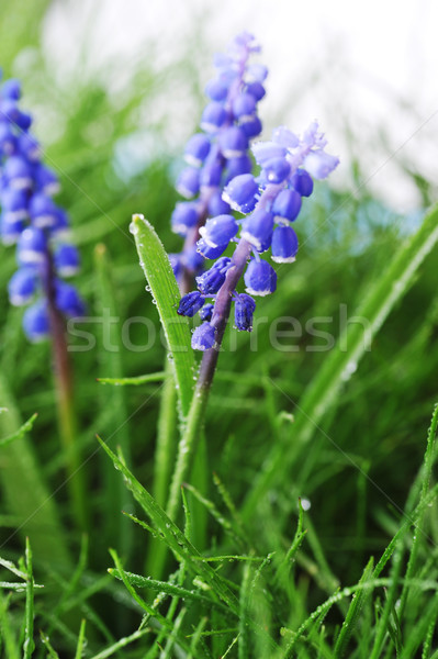 ヒヤシンス 花 成長 緑の草 草 自然 ストックフォト © taden