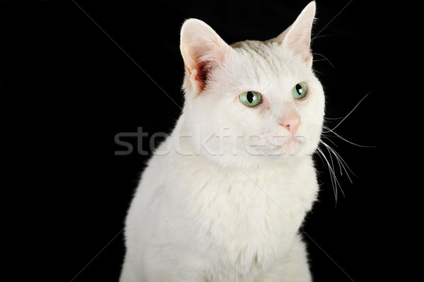 Blanco gato doméstico cute aislado ojos naturaleza Foto stock © taden