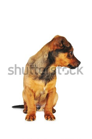 Barna kutya aranyos ül haj állatok stúdió Stock fotó © taden