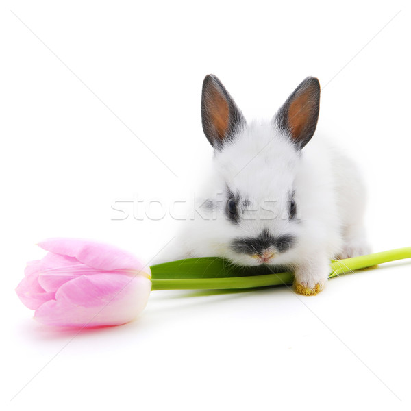 small rabbit  with flower Stock photo © taden