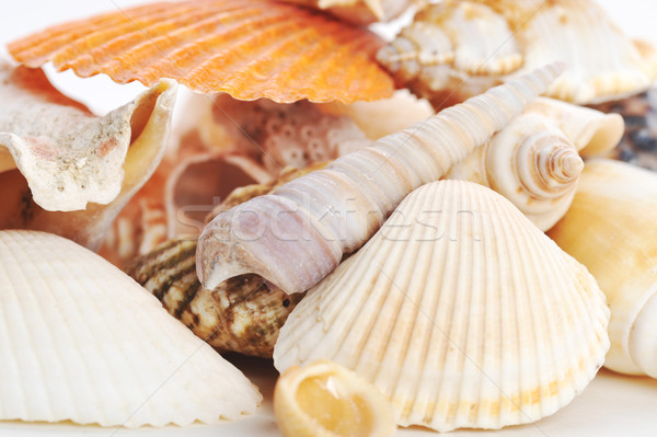 many sea shells Stock photo © taden