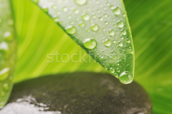 Zielony liść szary kamień zielone kropla wody Zdjęcia stock © taden