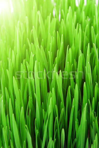 Stock foto: Frischen · Gras · grünen · Gras · Blume · Frühling