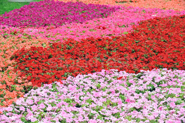 Kleurrijk bloemen zomer tuin landscaping stad Stockfoto © taden