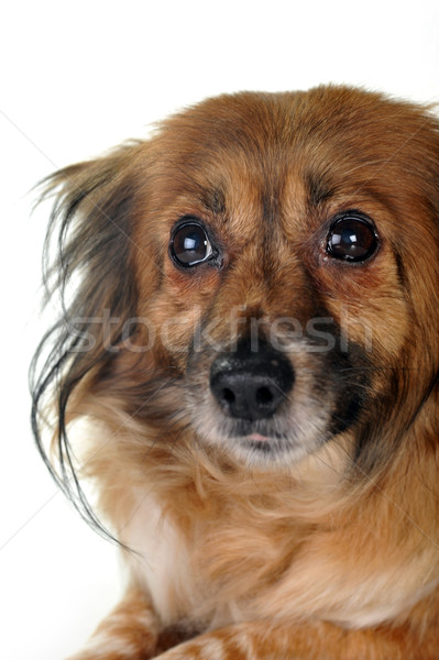 Perro marrón pelo animales estudio hermosa Foto stock © taden