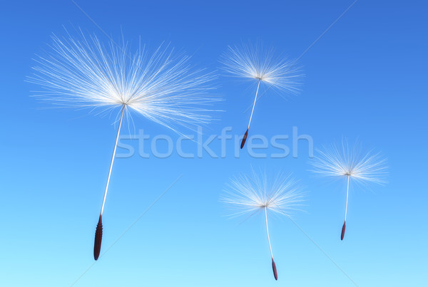 Foto stock: Dandelion · voador · sementes · transportado · vento · blue · sky