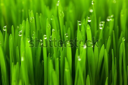 Fresh green wheat grass with drops dew / macro background  Stock photo © Taiga