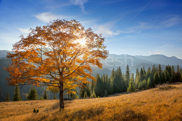 Golden Baum Berge Tal Herbstsaison Landschaft Stock foto © Taiga