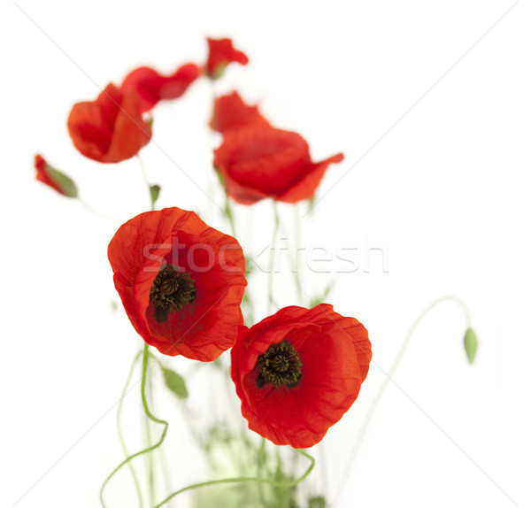 Natural Fresh Poppies isolated on white / focus on foreground Stock photo © Taiga