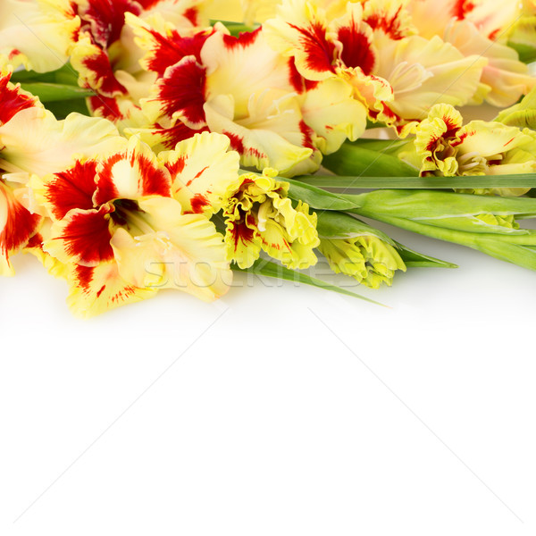 Beautiful fresh gladiolus isolated square background Stock photo © Taiga