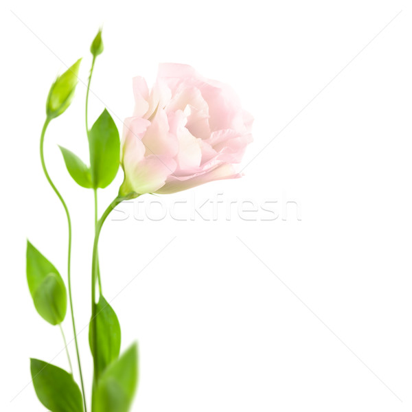 Beautiful  Flower with Buds isolated on white /  Eustoma ( Lisia Stock photo © Taiga