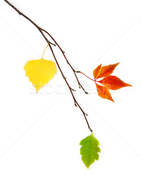 Foto stock: Outono · belo · real · folhas · isolado