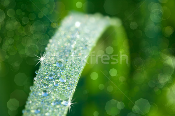 Foto stock: Natureza · grama · gotas · orvalho · macro · macio