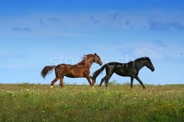 Twee paarden weide familie zon natuur Stockfoto © Taiga