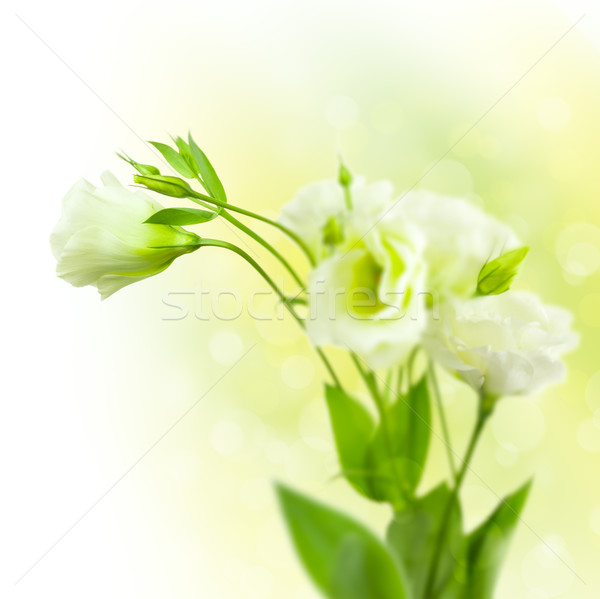 Bunch of white Flowers  with Buds on defocused background Stock photo © Taiga