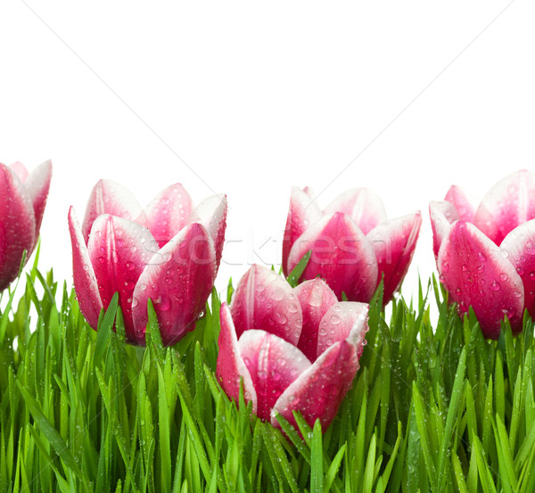 Frescos tulipanes hierba verde gotas rocío aislado Foto stock © Taiga