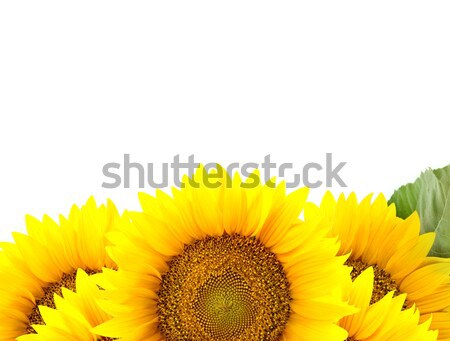 Border of large Sunflowers with  One green leaf  Stock photo © Taiga