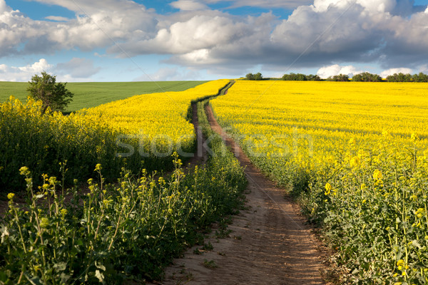 Grond weg bloei veld mooie platteland Stockfoto © Taiga