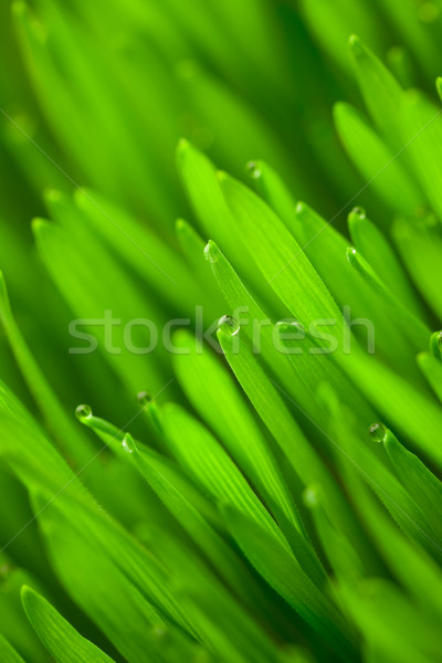 Fresche verde grano erba gocce rugiada Foto d'archivio © Taiga