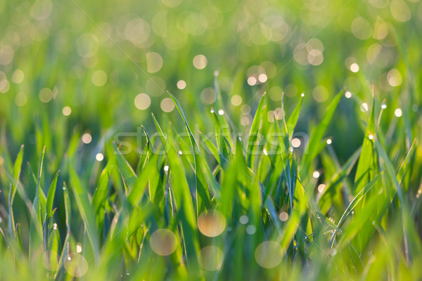 Drops of dew on the blades of grass, green ecology background Stock photo © Taiga