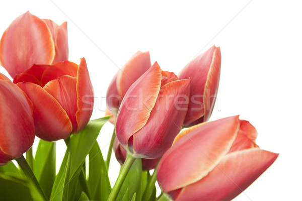 Foto d'archivio: Fresche · bella · tulipani · isolato · bianco · orizzontale