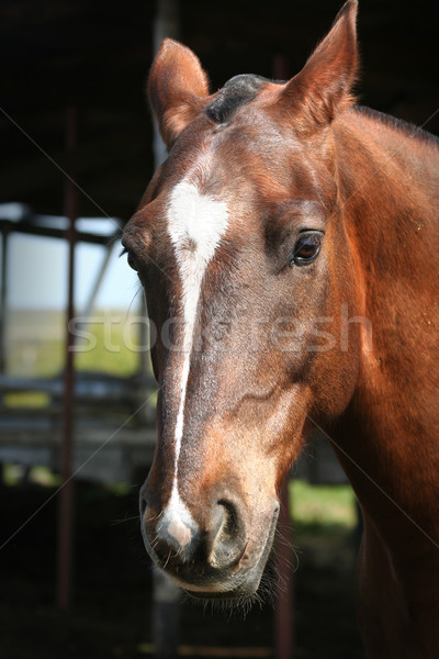 Portré fiatal ló gyönyörű szemek ranch Stock fotó © Taiga