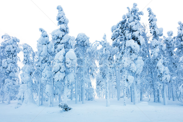 Foresta blizzard congelato alberi neve inverno Foto d'archivio © Taiga