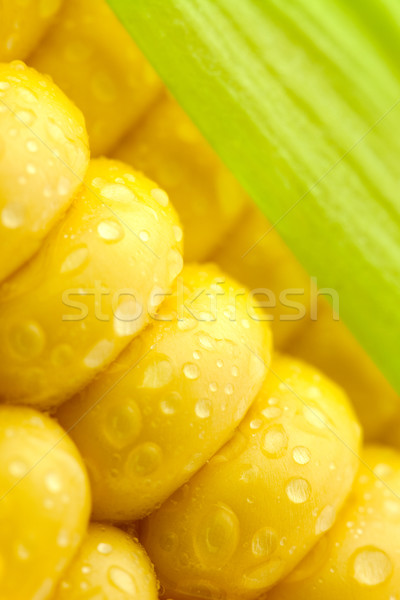 Stock photo: Grains of Ripe Corn with Green Leaf/ Extreme Macro / Yellow back