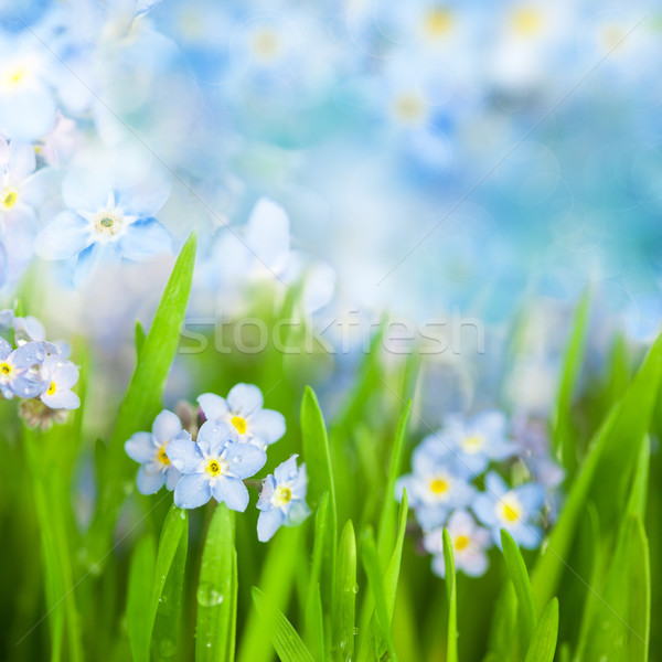Fantasy Gentle Floral Background / Blue Flowers Defocused Stock photo © Taiga