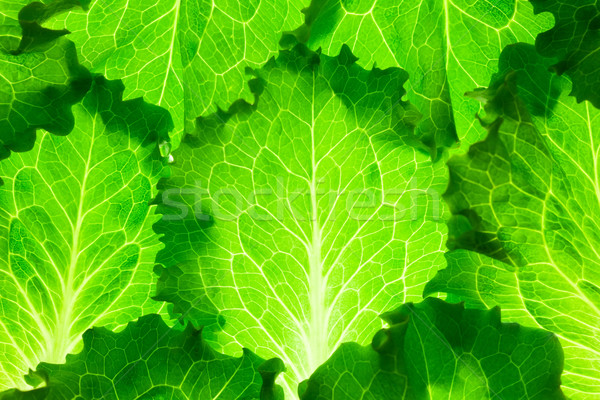 Fresh Lettuce /  green leaves background / makro Stock photo © Taiga