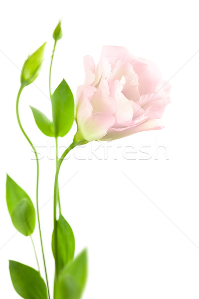 Beautiful  Flower with Buds isolated on white /  Eustoma ( Lisia Stock photo © Taiga