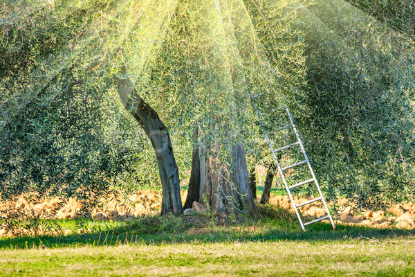Sunny harvest time  landscape of Olive trees plantation Stock photo © Taiga