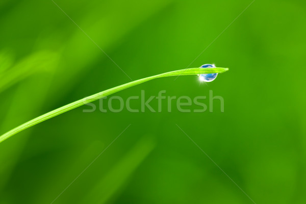Imagine de stoc: Cer · reflecţie · lamă · iarbă · spatiu · copie · frunze