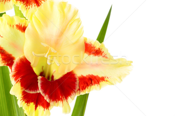 Fresh bright gladiolus isolated Stock photo © Taiga