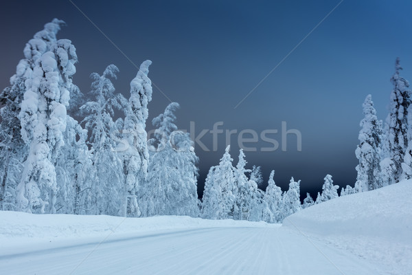 Winter landscape - rural road at night with big trees covered sn Stock photo © Taiga
