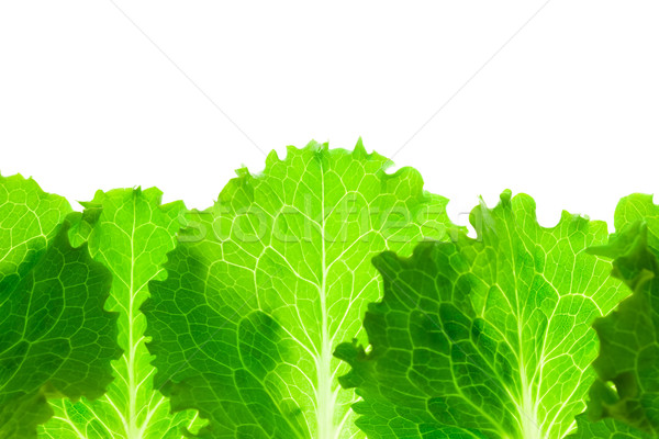 Fresh Lettuce Border /  leaves isolated on white Stock photo © Taiga