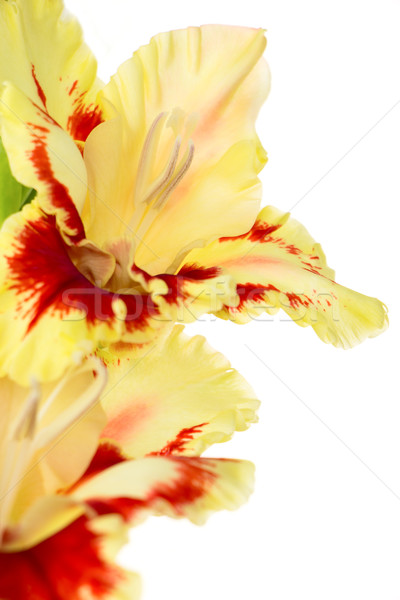 Beautiful colorful gladiolus isolated Stock photo © Taiga
