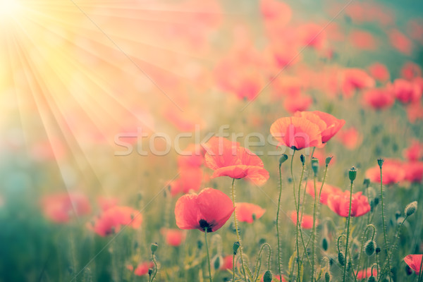 Fantastic  background  poppies field with golden sunbeams  Stock photo © Taiga