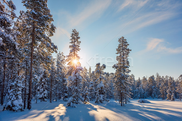 Zimą krajobraz słońce śniegu pokryty drzew Zdjęcia stock © Taiga