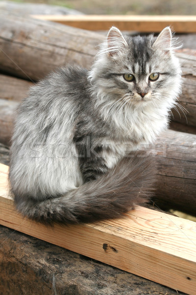 美しい 灰色の猫 屋外 垂直 肖像 顔 ストックフォト © Taiga