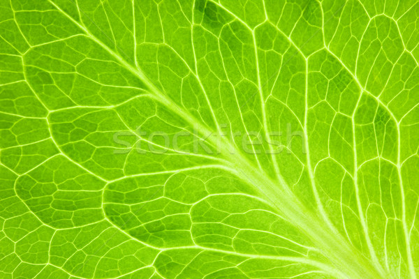 Fresh Green Leaf / Super Macro  Stock photo © Taiga