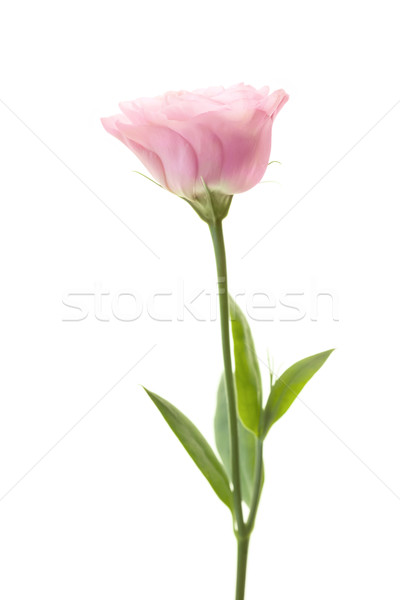 Romantische roze geïsoleerd witte bloem Stockfoto © Taiga