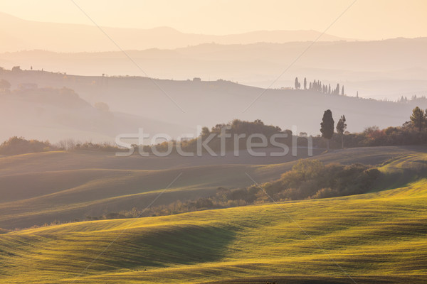 Autumn landscape - Wavy hills and fields at sunrise Stock photo © Taiga