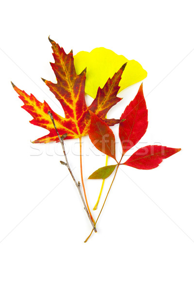 [[stock_photo]]: Belle · isolé · blanche · automne