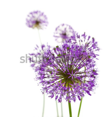 Beautiful Allium / abstract  on white Stock photo © Taiga