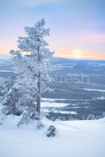 Copac zori iarnă dimineaţă pădure apus Imagine de stoc © Taiga