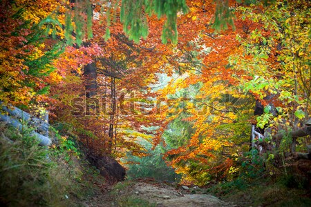 Incroyable dynamique automne couleurs d'automne forêt paysage [[stock_photo]] © Taiga