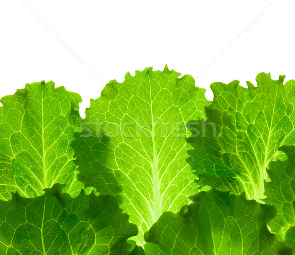 Fresh Lettuce /  leaes isolated on white background / close-up Stock photo © Taiga
